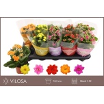 Kalanchoe Kalanhoe double mixed 10,5cm