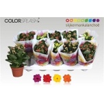 Kalanchoe Kalanhoe double mixed 10,5cm