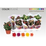 Kalanchoe Kalanhoe double mixed 10,5cm