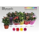 Kalanchoe Kalanhoe double mixed 10,5cm