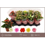 Kalanchoe Kalanhoe double mixed 10,5cm