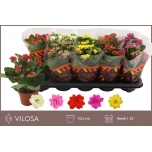 Kalanchoe Kalanhoe double mixed 10,5cm