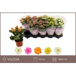 Kalanchoe Kalanhoe double mixed 10,5cm