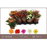 Kalanchoe Kalanhoe double mixed 10,5cm