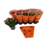 Kalanchoe Kalanhoe double mixed 5 colours 12cm