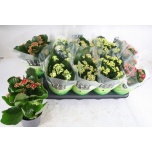 Kalanchoe Kalanhoe double mixed 5 colours 12cm