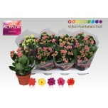 Kalanchoe Kalanhoe double mixed 5 colours 12cm