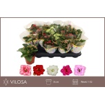 Kalanchoe Kalanhoe 5 colours mix 8cm