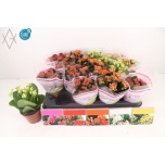 Kalanchoe double 5 colours mix 8cm