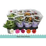 Kalanchoe Kalanhoe double mix 5 colours 9cm