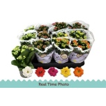 Kalanchoe Kalanhoe double mix 5 colours 9cm