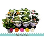 Kalanchoe Kalanhoe double mix 5 colours 9cm