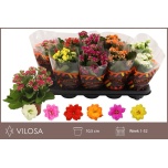 Kalanchoe Kalanhoe double mix 6 colours 10,5cm