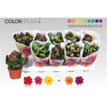 Kalanchoe Kalanhoe double mix 6 colours 10,5cm