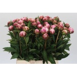 Paeonia Pojeng Sarah Bernhardt 45cm