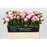 Paeonia Pojeng Sarah Bernhardt 50-55cm