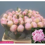 Paeonia Pojeng Sarah Bernhardt 50-55cm
