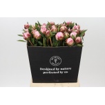 Paeonia Pojeng Sarah Bernhardt 50-55cm