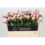 Paeonia Pojeng Sarah Bernhardt 50-55cm