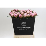 Paeonia Pojeng Sarah Bernhardt 50-55cm