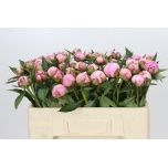 Paeonia Pojeng Sarah Bernhardt 50-55cm