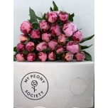 Paeonia Pojeng Sarah Bernhardt 50cm