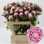 Paeonia Pojeng Sarah Bernhardt 50-55cm