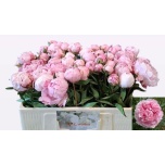 Paeonia Pojeng Sarah Bernhardt 50-55cm