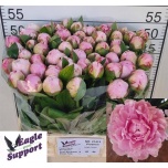 Paeonia Pojeng Sarah Bernhardt 55cm