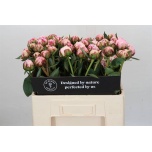 Paeonia Pojeng Sarah Bernhardt 55cm