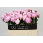 Paeonia Pojeng Sarah Bernhardt 50-55cm