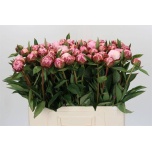 Paeonia Pojeng Sarah Bernhardt 50cm