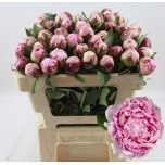 Paeonia Pojeng Sarah Bernhardt 50cm