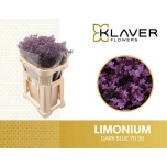 Limonium Parkjuur V Safora Dark Blue 70cm