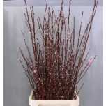 Prunus 110cm