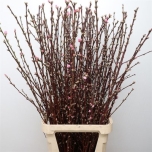 Prunus 120cm