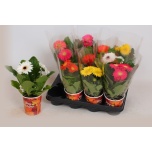 Gerbera Colourgame mix 10cm