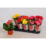 Gerbera Colourgame mix 12cm