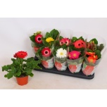 Gerbera Colourgame mix 12cm
