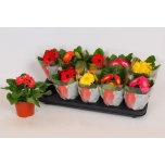 Gerbera Colourgame mix 12cm