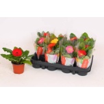 Gerbera colourgame mix 9cm