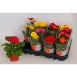 Gerbera colourgame mix 9cm