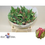 Tulp pa Cerise Parrot