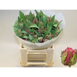 Tulp pa Cerise Parrot