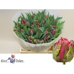 Tulp pa Cerise Parrot