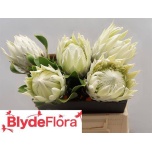 Protea arctic ice 40CM