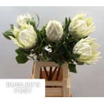 Protea Prootea arctic ice 70cm
