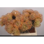 Leucospermum Nõelakera Spider 40cm*10
