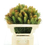 Cape Green Retzia Capensis 50cm