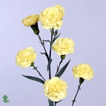 Dianthus Nelk SP Guernsey Yellow*10